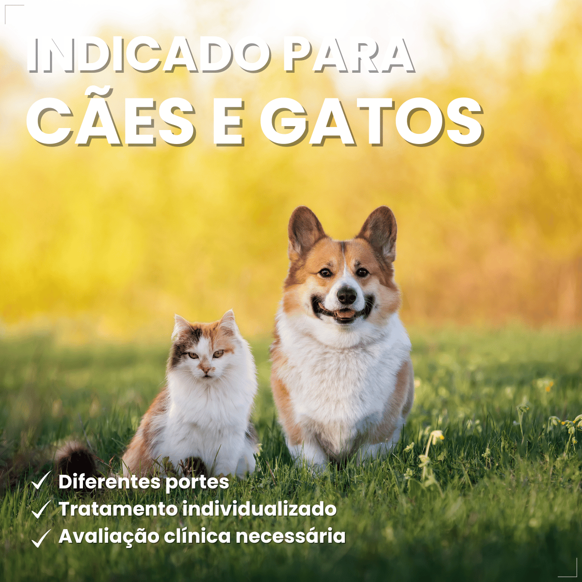 Enronew 50mg 10 Comprimidos Antimicrobiano para Cães e Gatos