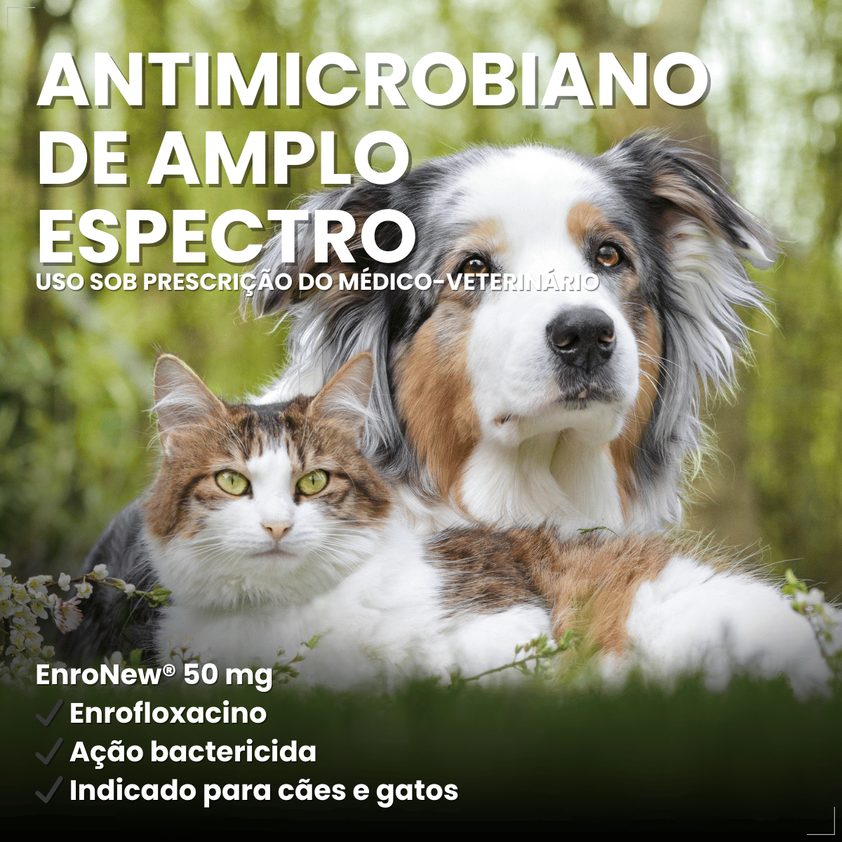 Enronew 50mg 10 Comprimidos Antimicrobiano para Cães e Gatos