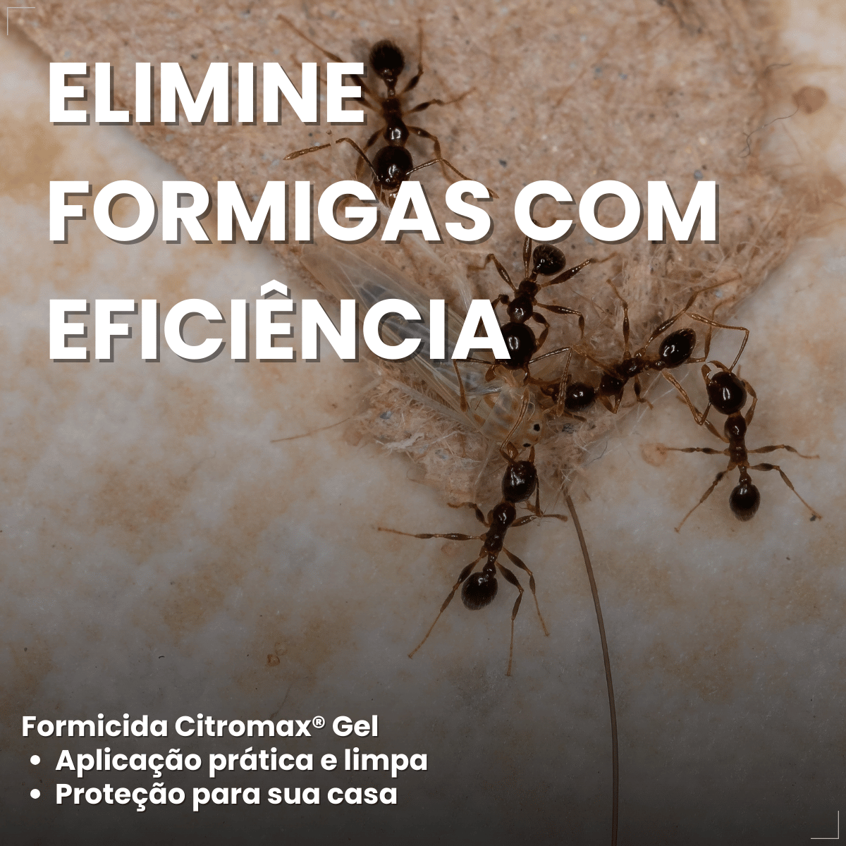 Citromax Seringa em Gel Mata Formigas 10g 1un