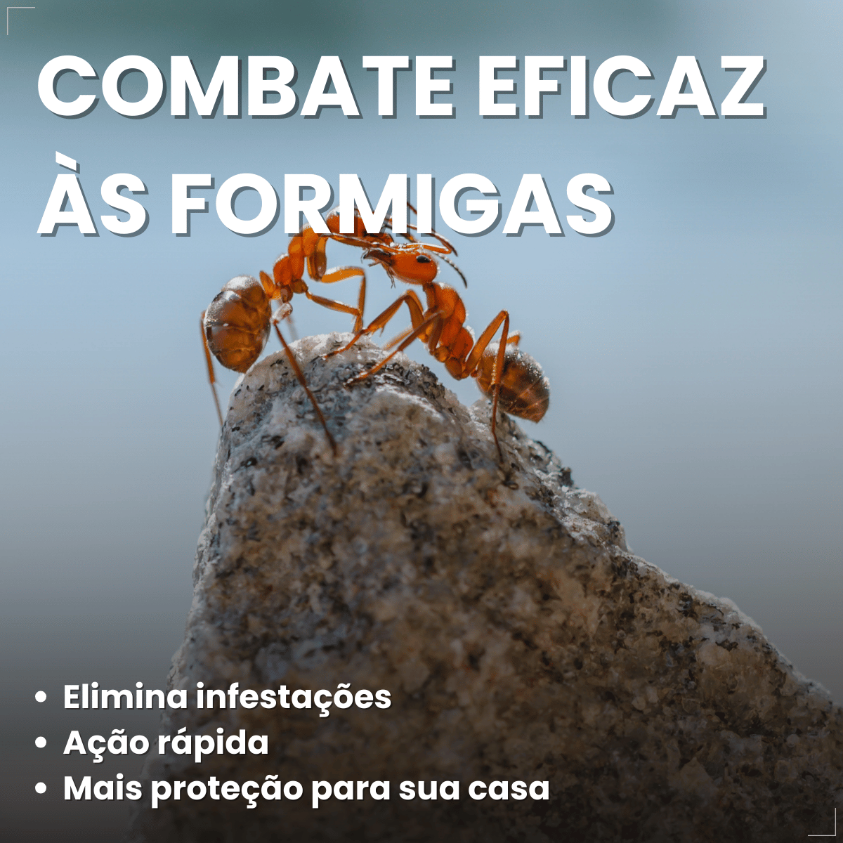 Citromax Seringa em Gel Mata Formigas 10g 1un