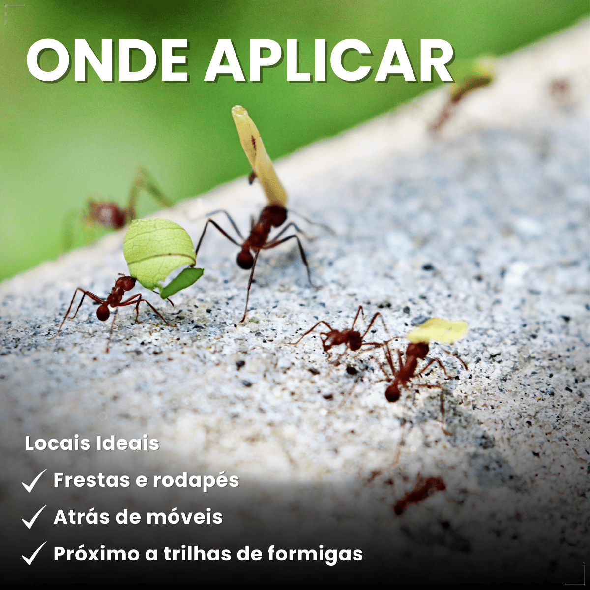 Citromax Seringa em Gel Mata Formigas 10g 1un