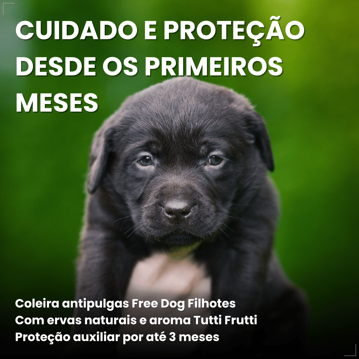 Coleira Cães Filhotes Antipulgas 36cm Free Dog