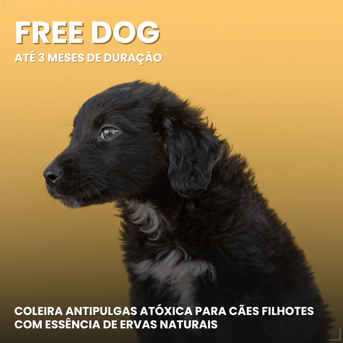 Coleira Cães Filhotes Antipulgas 36cm Free Dog