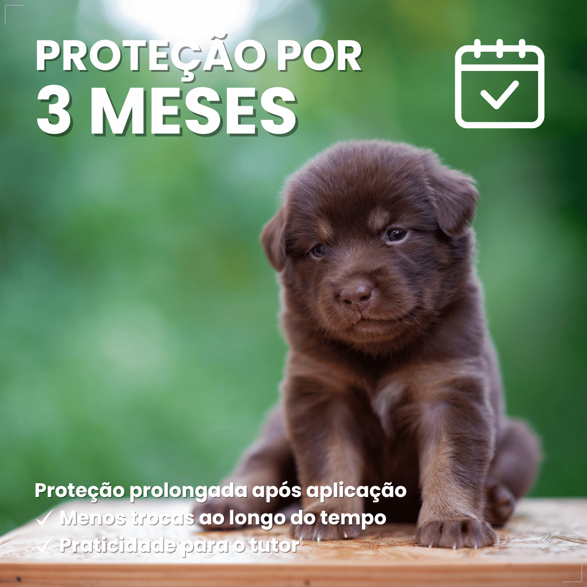 Coleira Cães Filhotes Antipulgas 36cm Free Dog
