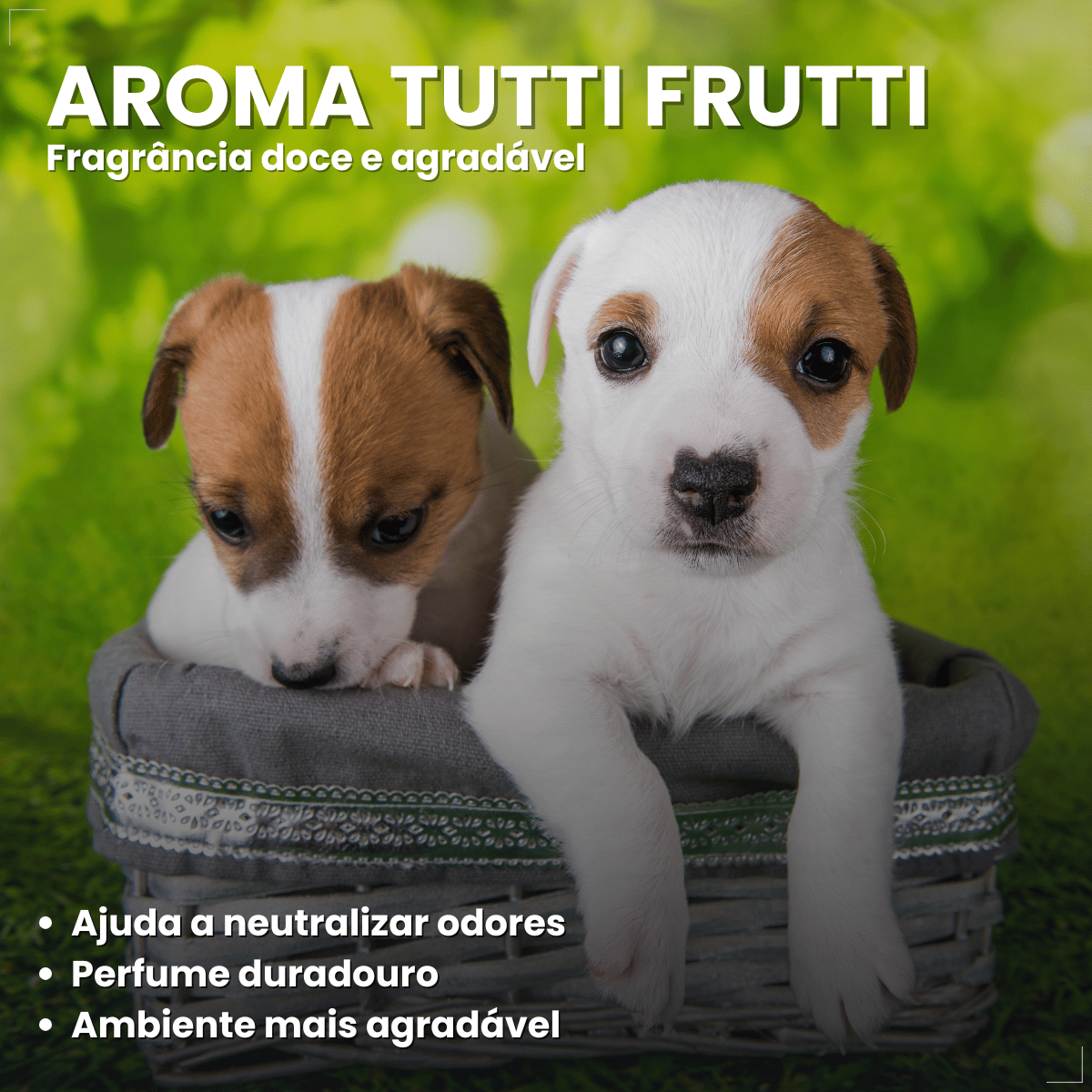 Coleira Cães Filhotes Antipulgas 36cm Free Dog