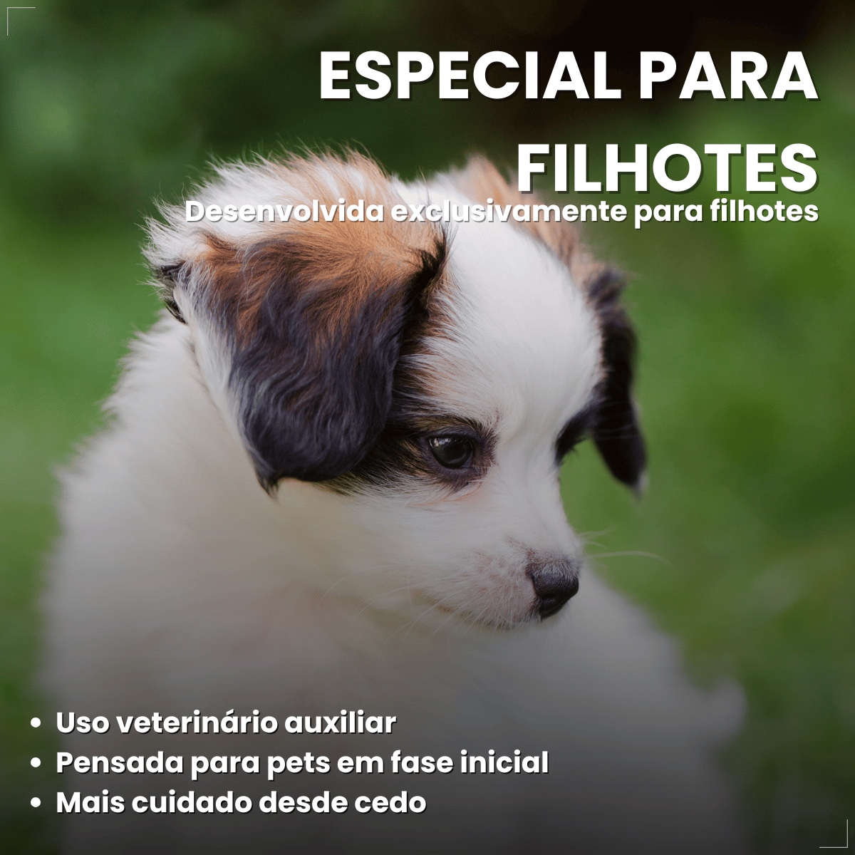 Coleira Cães Filhotes Antipulgas 36cm Free Dog