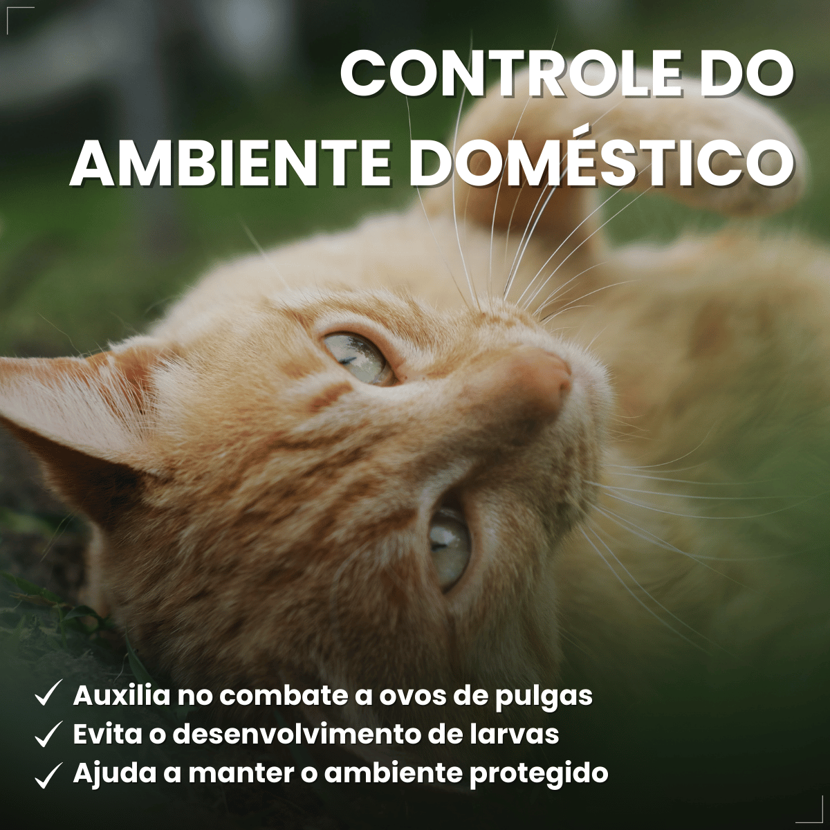 Frontline Antipulgas e Carrapatos Plus Gatos a partir de 2kg