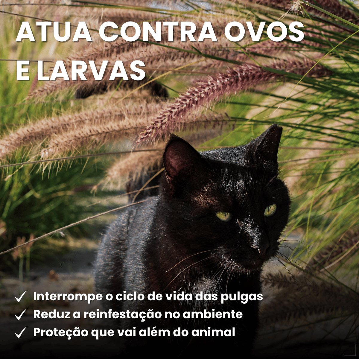 Frontline Antipulgas e Carrapatos Plus Gatos a partir de 2kg