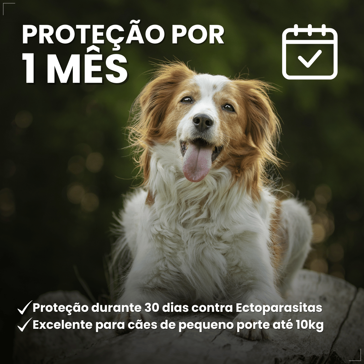 Frontline Antipulgas e Carrapatos Plus Cães 10 a 20 kg
