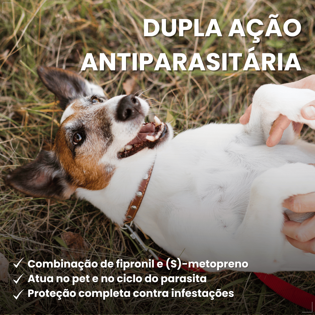 Frontline Antipulgas e Carrapatos Plus Cães 10 a 20 kg