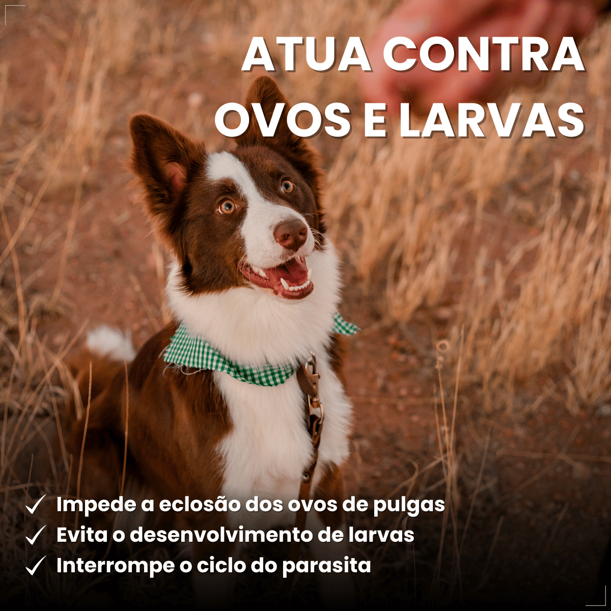 Frontline Antipulgas e Carrapatos Plus Cães 10 a 20 kg