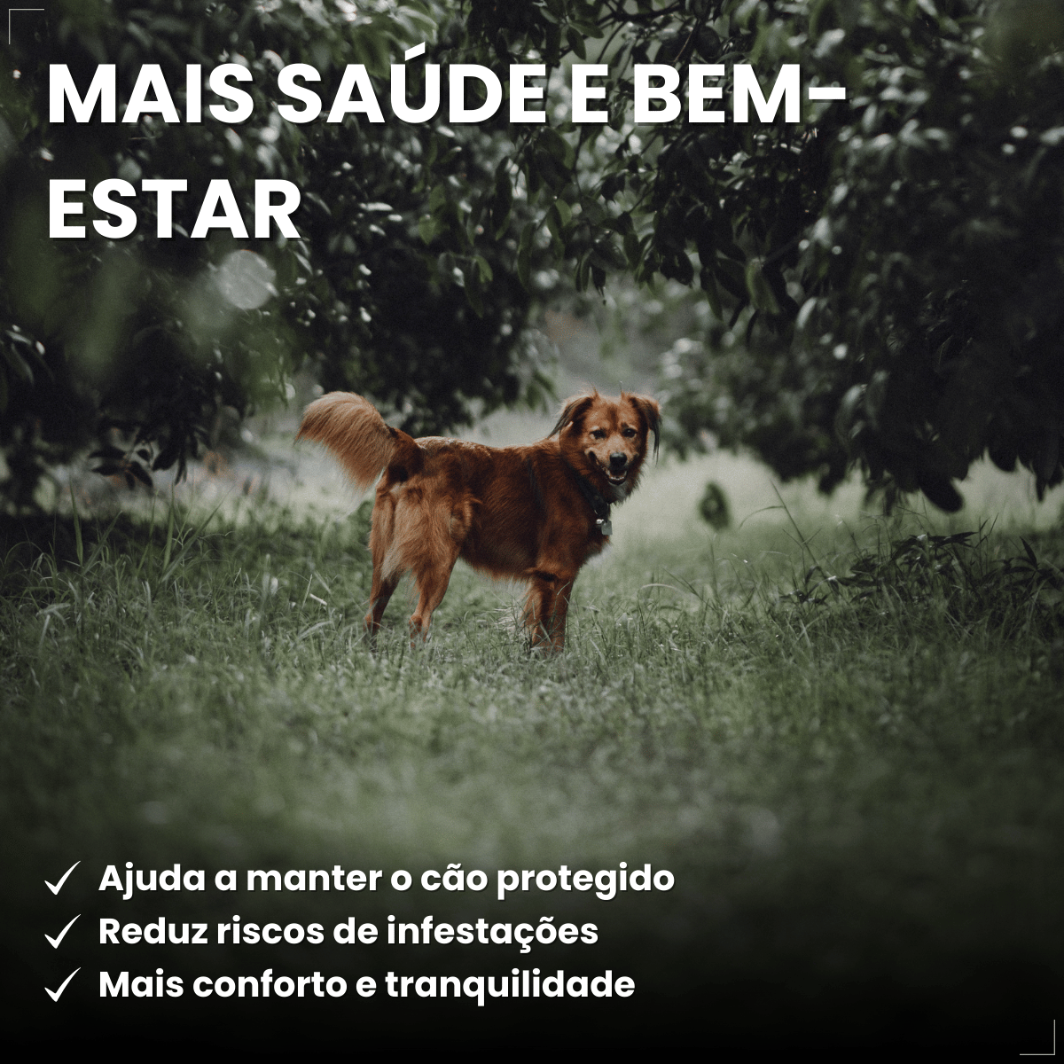 Frontline Antipulgas e Carrapatos Plus Cães 10 a 20 kg