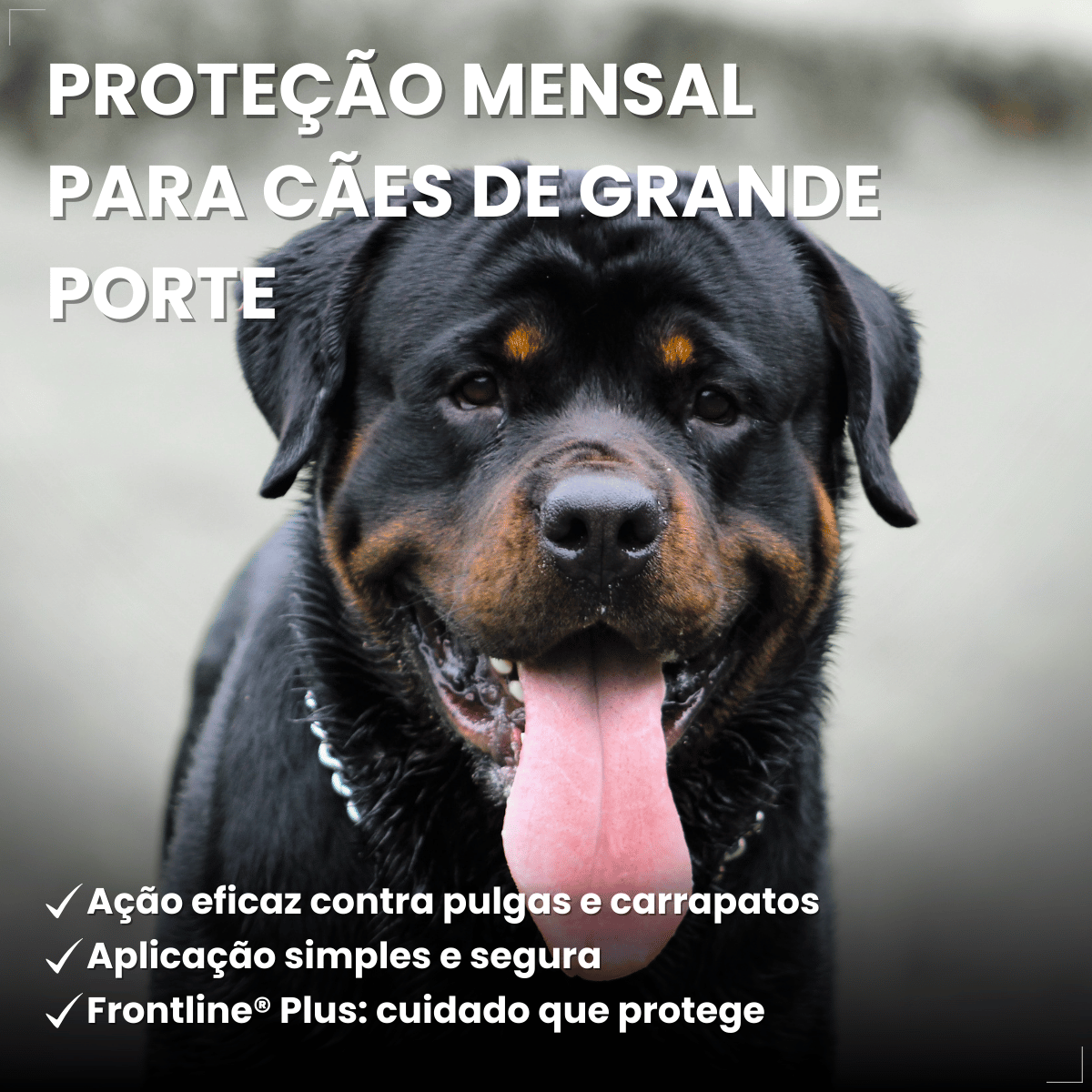 Frontline Antipulgas e Carrapatos Plus Cães 20 a 40 kg