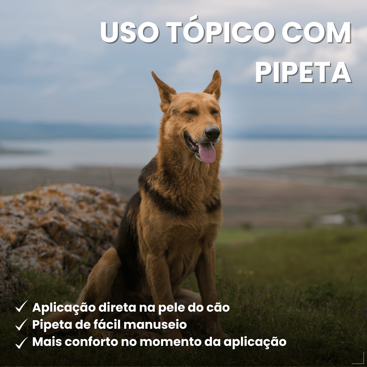 Frontline Antipulgas e Carrapatos Plus Cães 20 a 40 kg