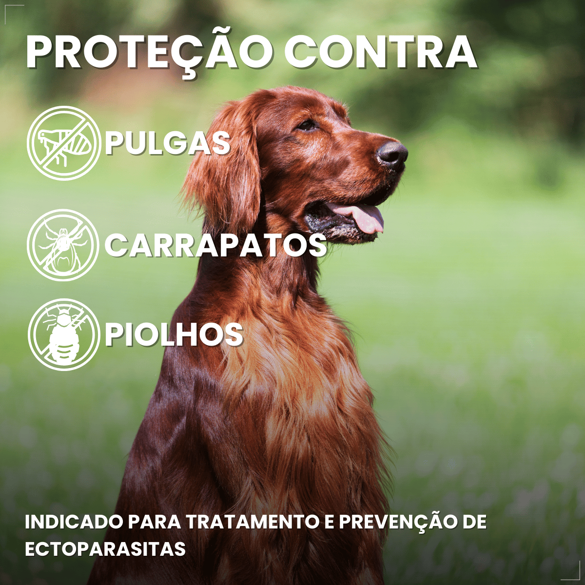 Frontline Antipulgas e Carrapatos Plus Cães 20 a 40 kg