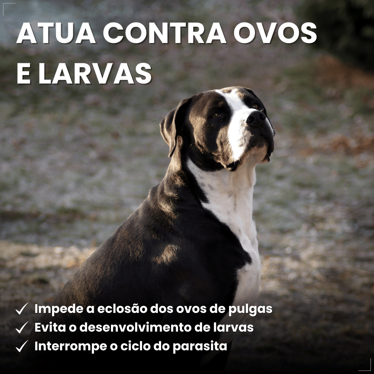 Frontline Antipulgas e Carrapatos Plus Cães 20 a 40 kg