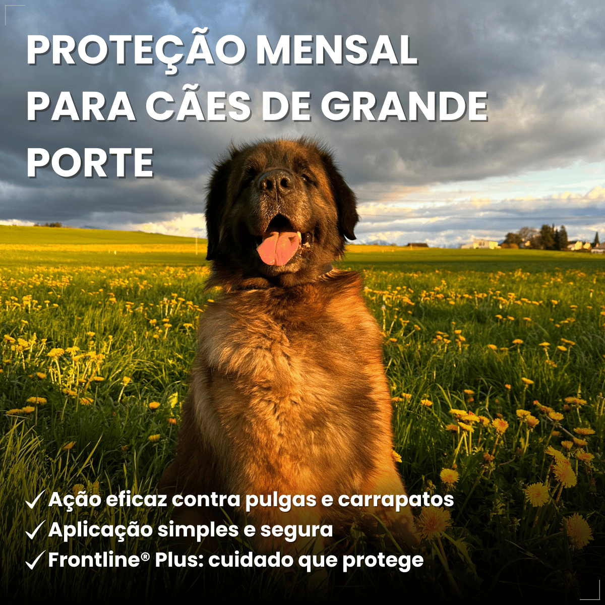 Frontline Antipulgas e Carrapatos Plus Cães 40 a 60 kg