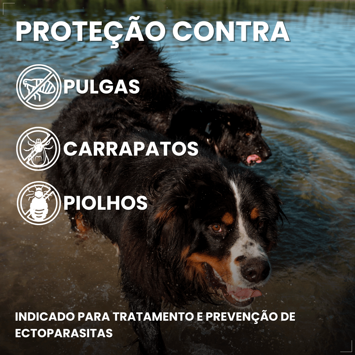 Frontline Antipulgas e Carrapatos Plus Cães 40 a 60 kg