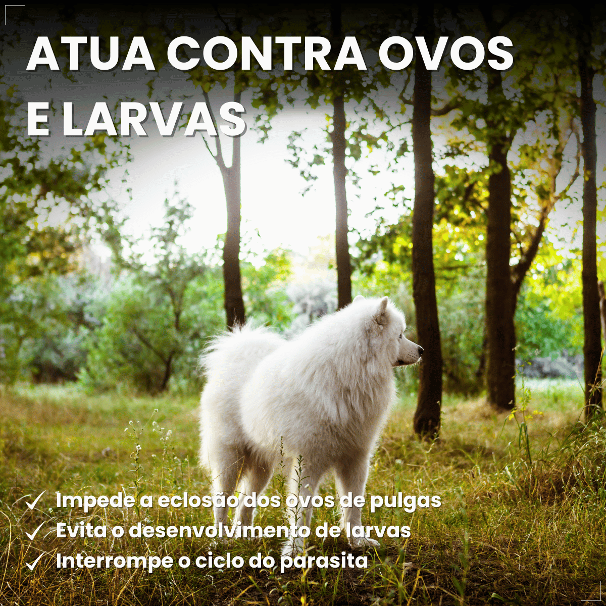Frontline Antipulgas e Carrapatos Plus Cães 40 a 60 kg