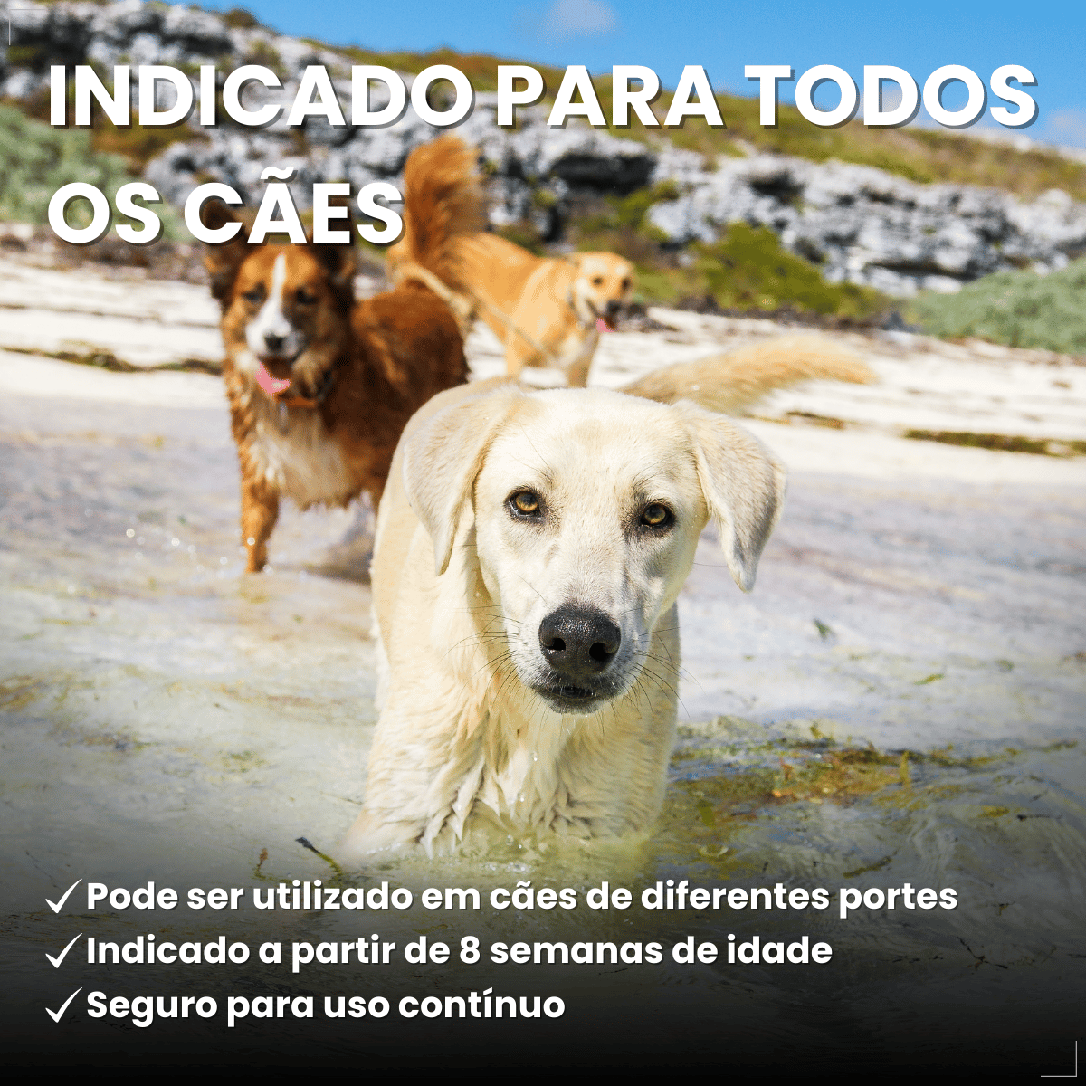 Frontline Antipulgas e Carrapatos TopSpot Cão 10 a 20 kg