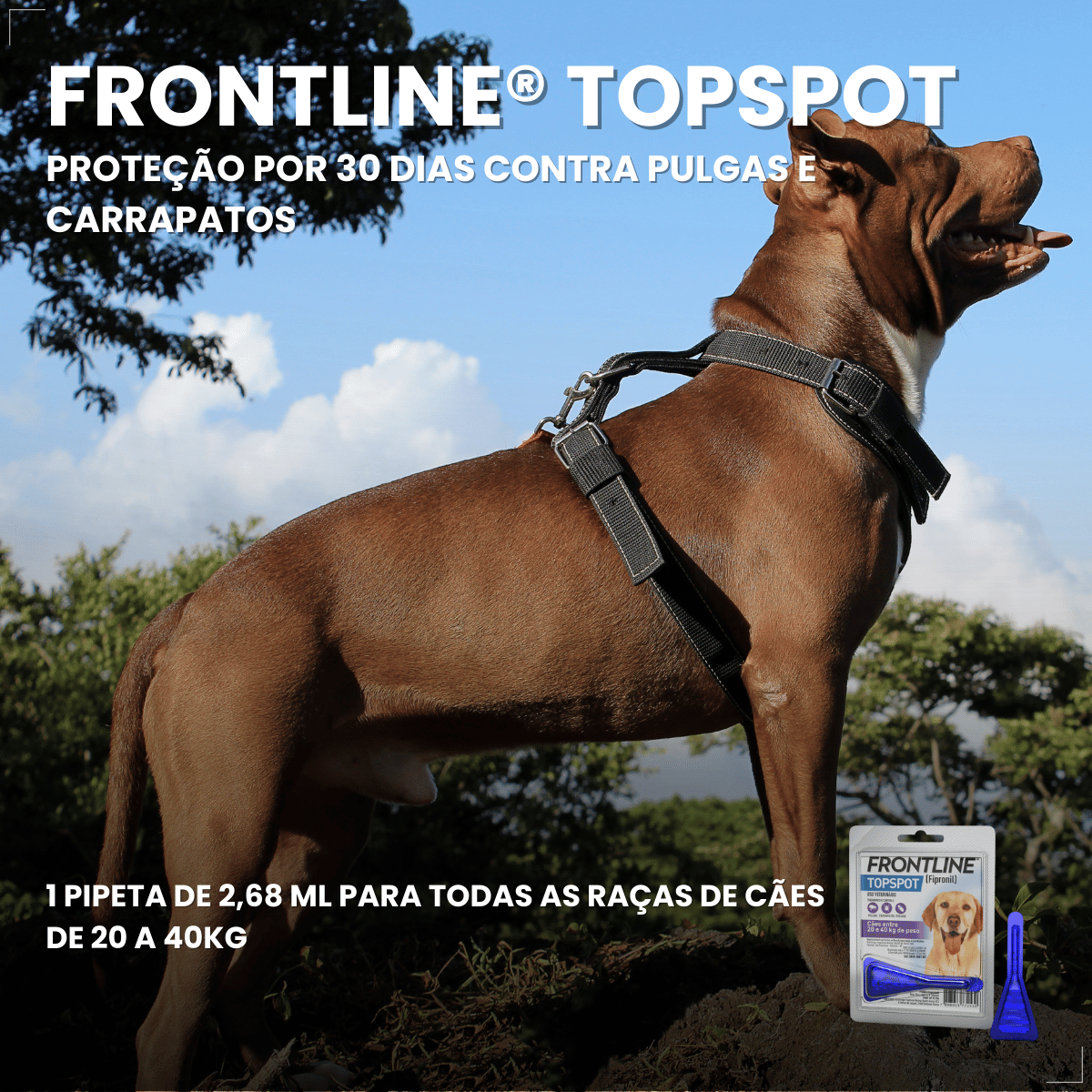 Kit 2 Frontline Antipulgas e Carrapatos TopSpot Cão 20 a 40 kg