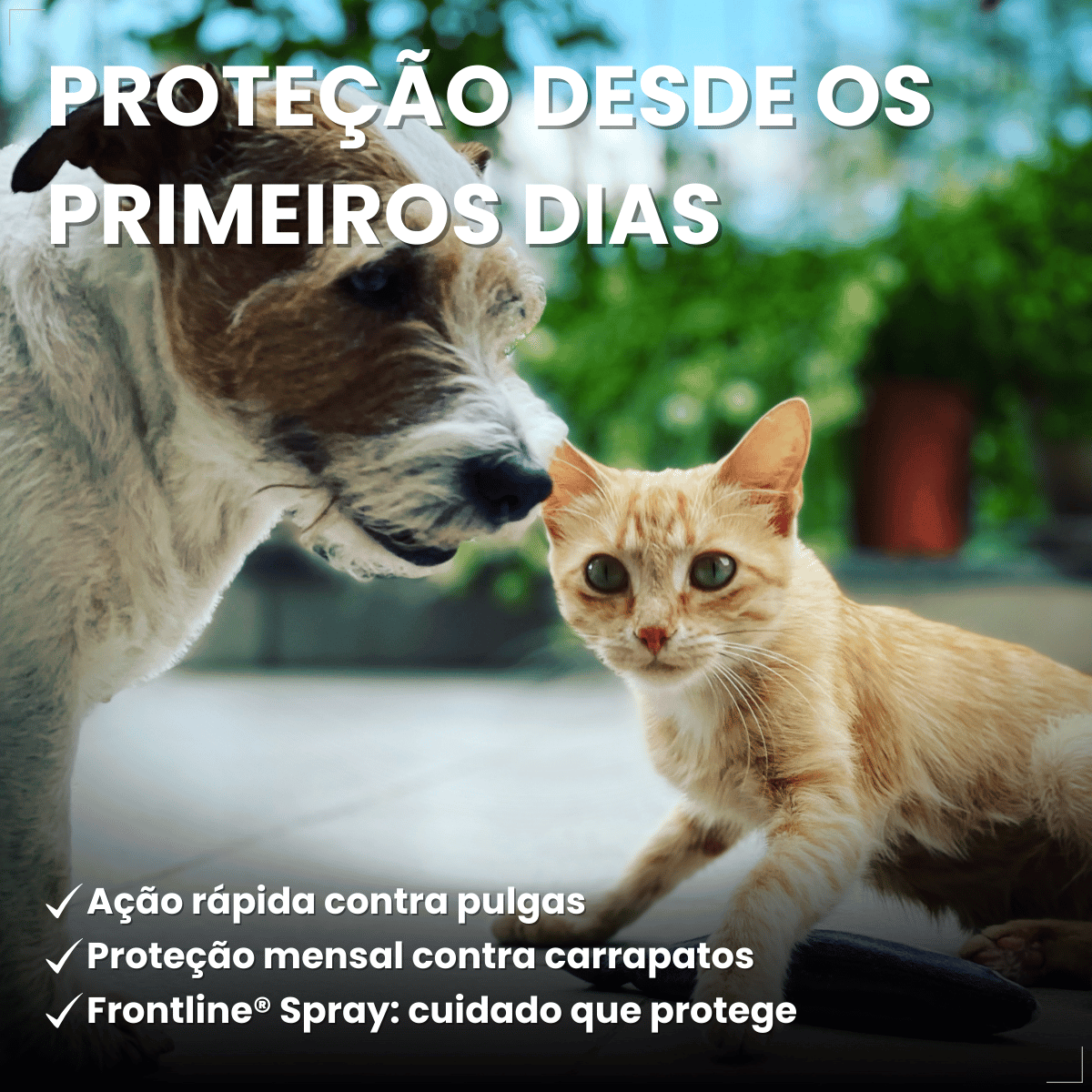 Frontline Spray Anti pulgas e Carrapatos Cães Gatos 100ml