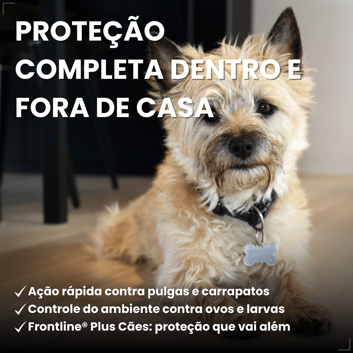 Frontline Antipulgas e Carrapatos Plus Cães 2 a 10 kg
