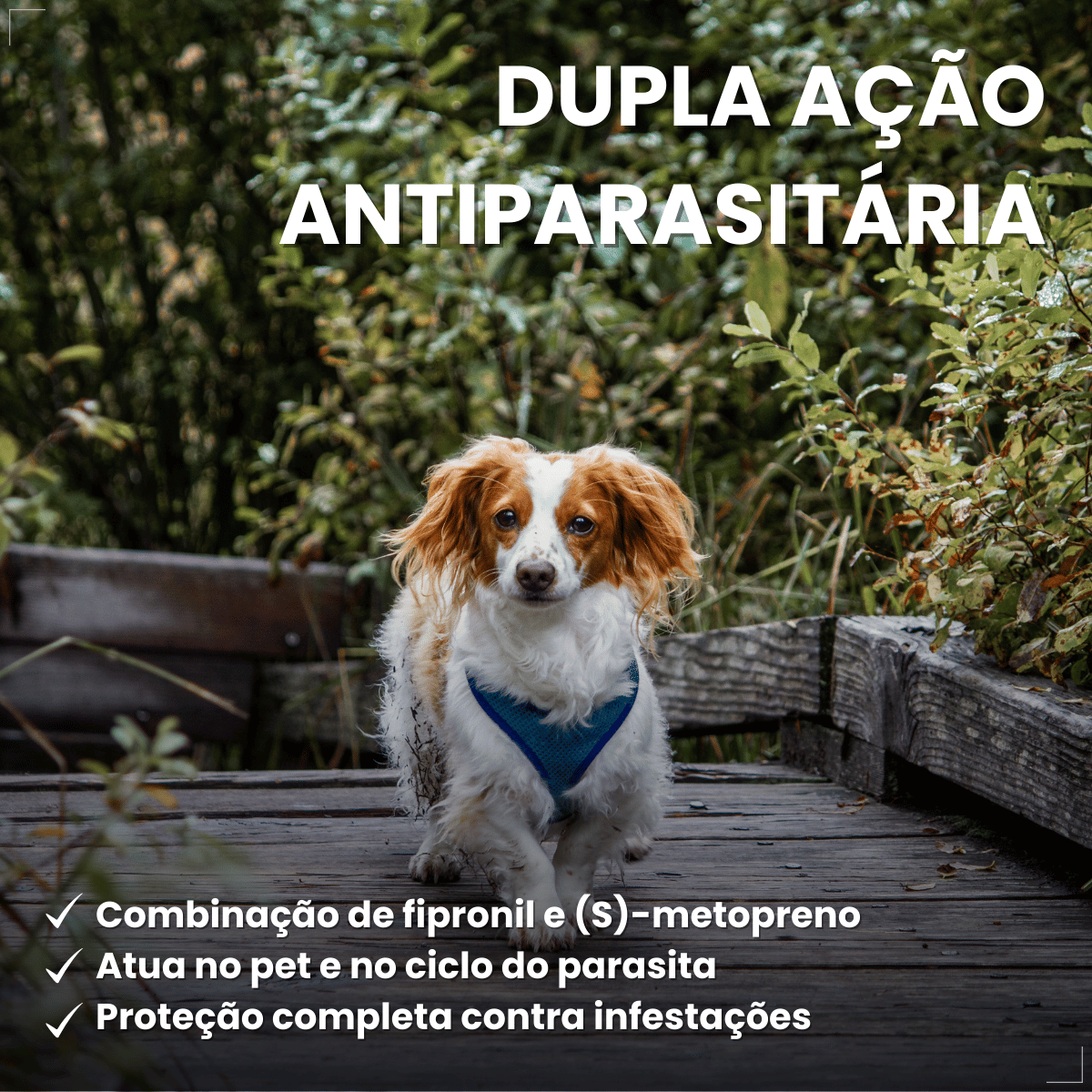 Frontline Antipulgas e Carrapatos Plus Cães 2 a 10 kg