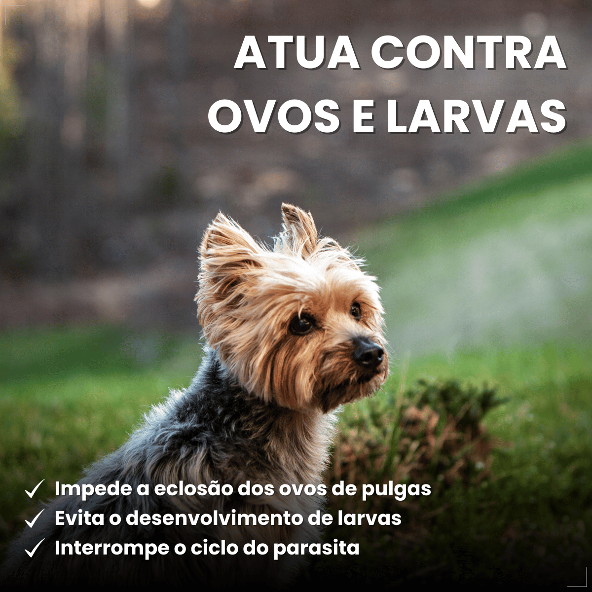 Frontline Antipulgas e Carrapatos Plus Cães 2 a 10 kg
