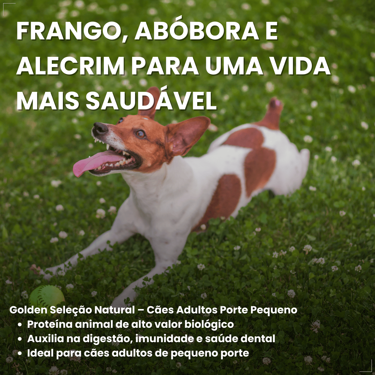 Ração Golden Seleção Natural Cães Adultos Porte Pequeno 3kg
