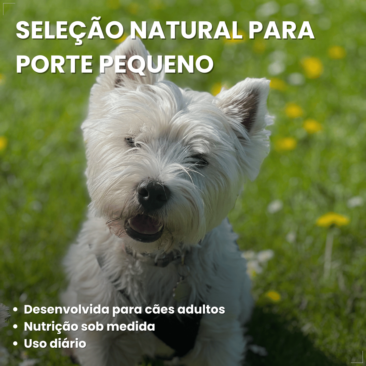 Ração Golden Seleção Natural Cães Adultos Porte Pequeno 3kg