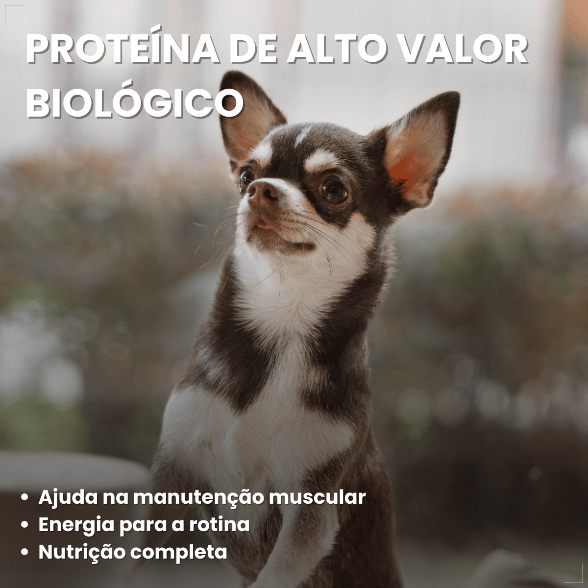 Ração Golden Seleção Natural Cães Adultos Porte Pequeno 3kg