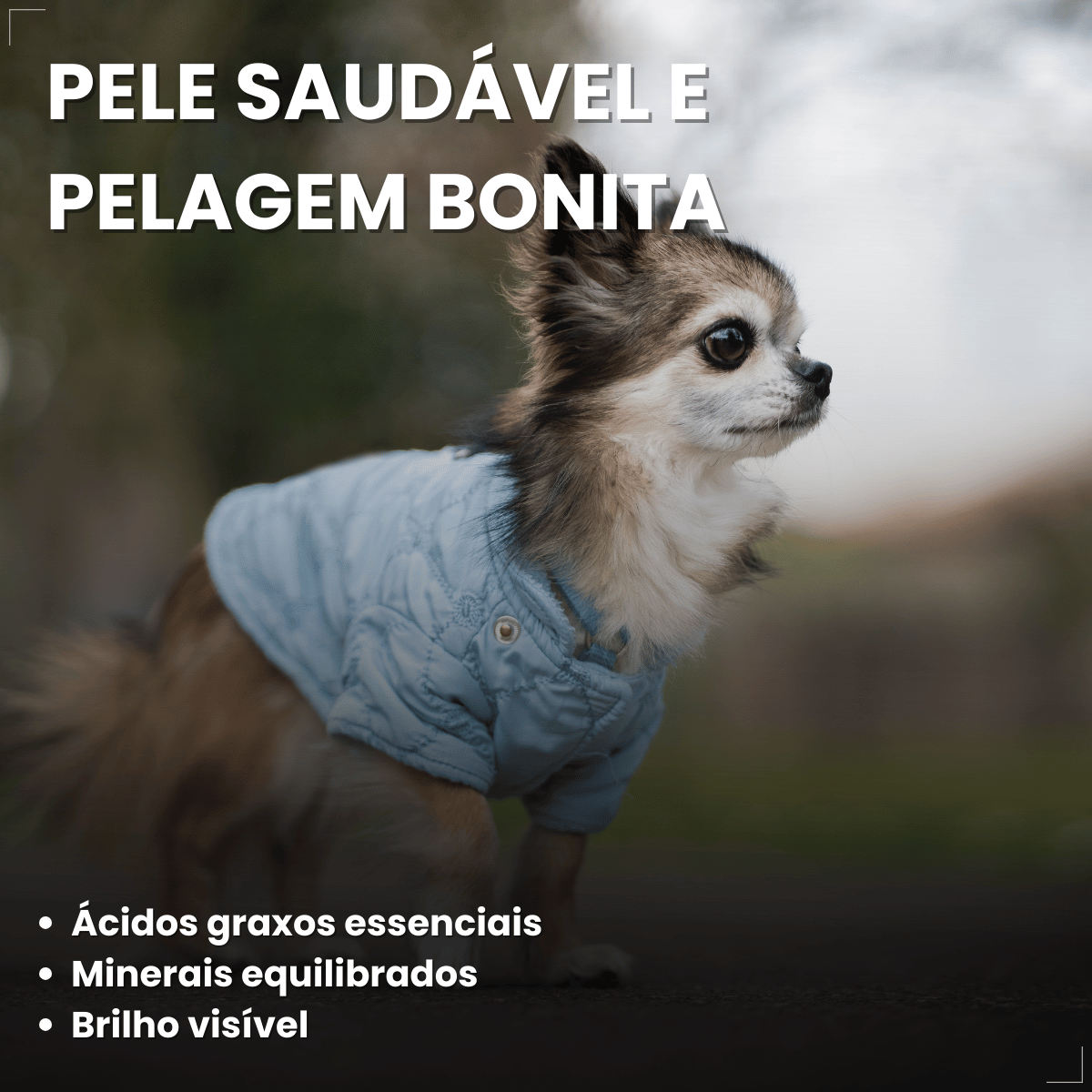 Ração Golden Seleção Natural Cães Adultos Porte Pequeno 3kg