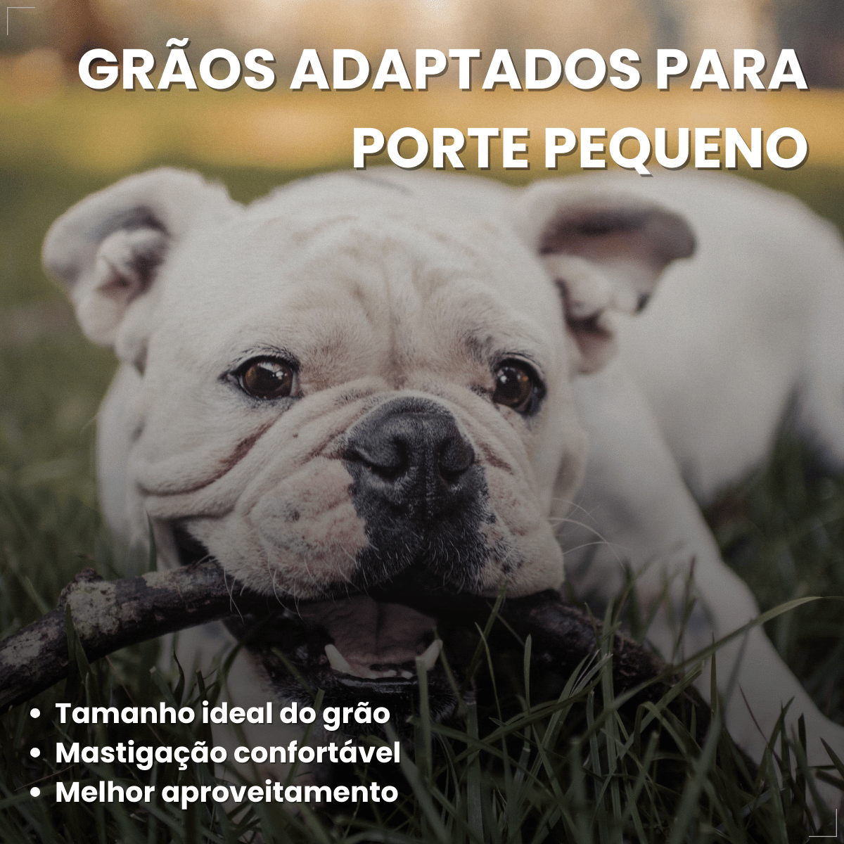 Ração Golden Seleção Natural Cães Adultos Porte Pequeno 3kg