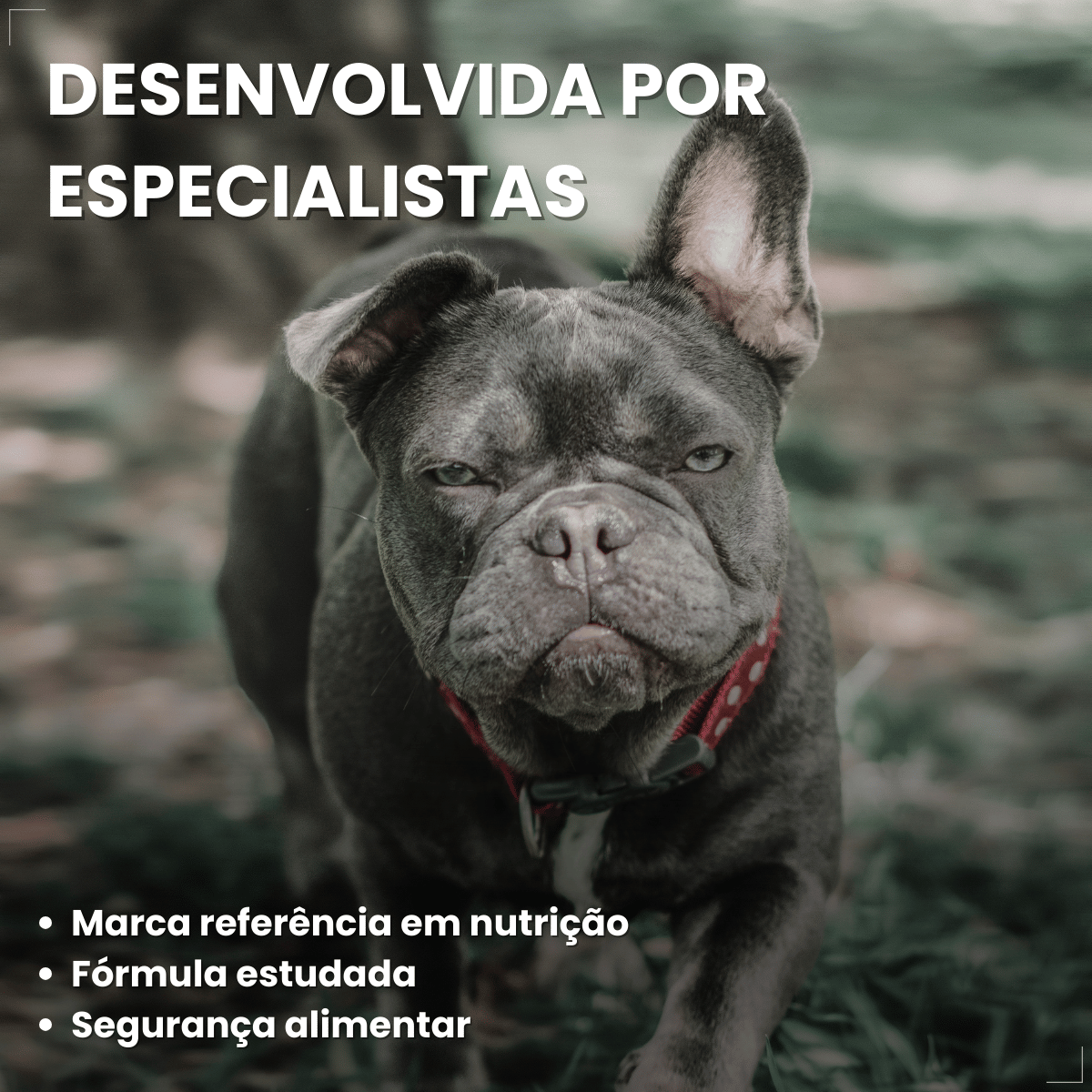 Ração Golden Seleção Natural Cães Adultos Porte Pequeno 3kg