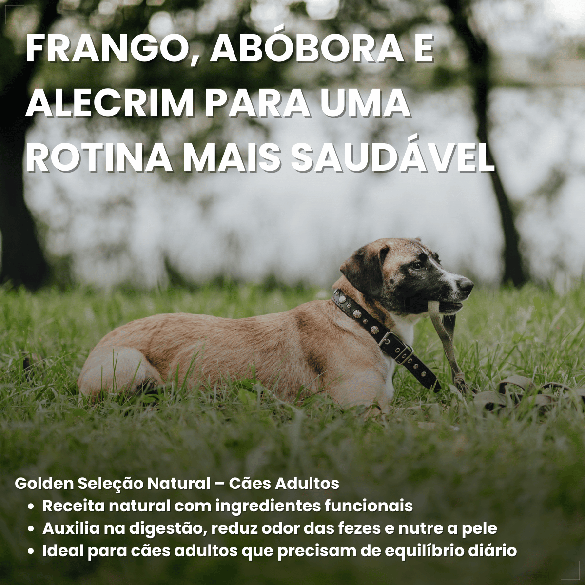 Ração Golden Seleção Natural Cães Adultos Frango com Abóbora e Alecrim 3kg
