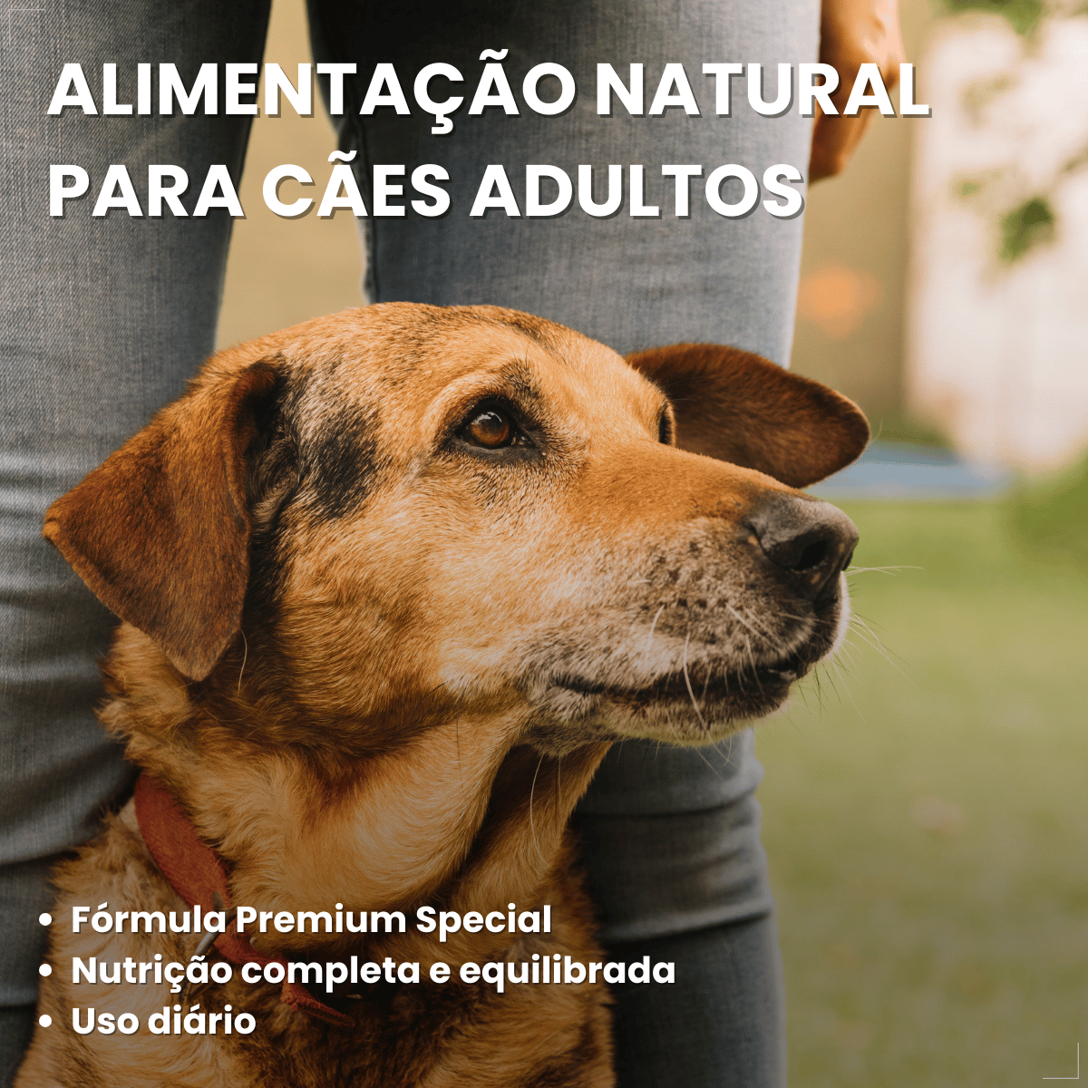 Ração Golden Seleção Natural Cães Adultos Frango com Abóbora e Alecrim 3kg