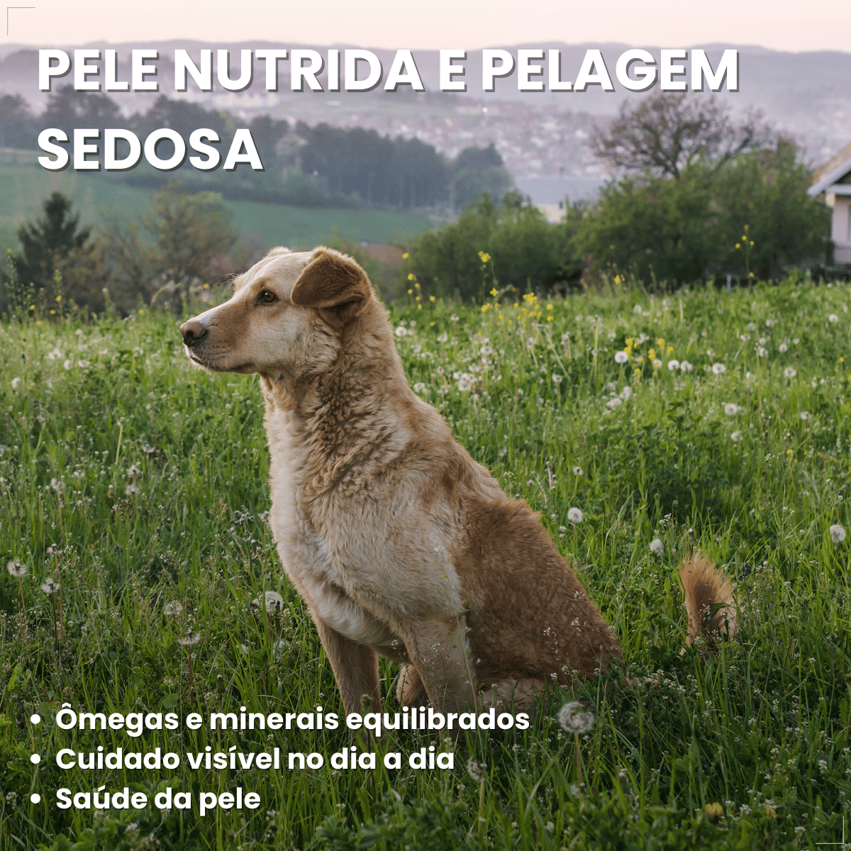 Ração Golden Seleção Natural Cães Adultos Frango com Abóbora e Alecrim 3kg