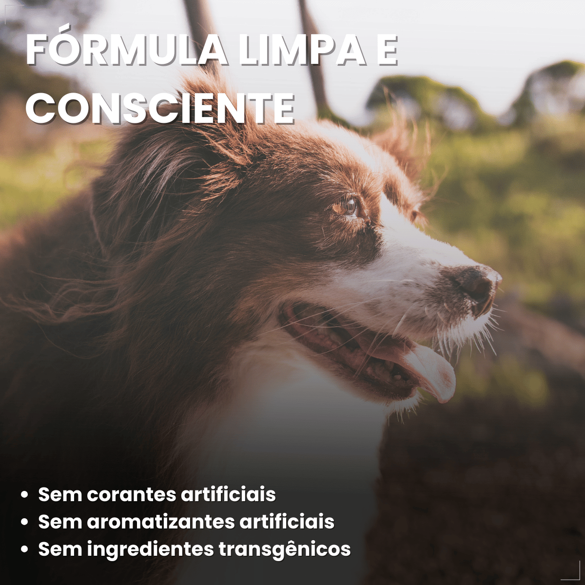 Ração Golden Seleção Natural Cães Adultos Frango com Abóbora e Alecrim 3kg