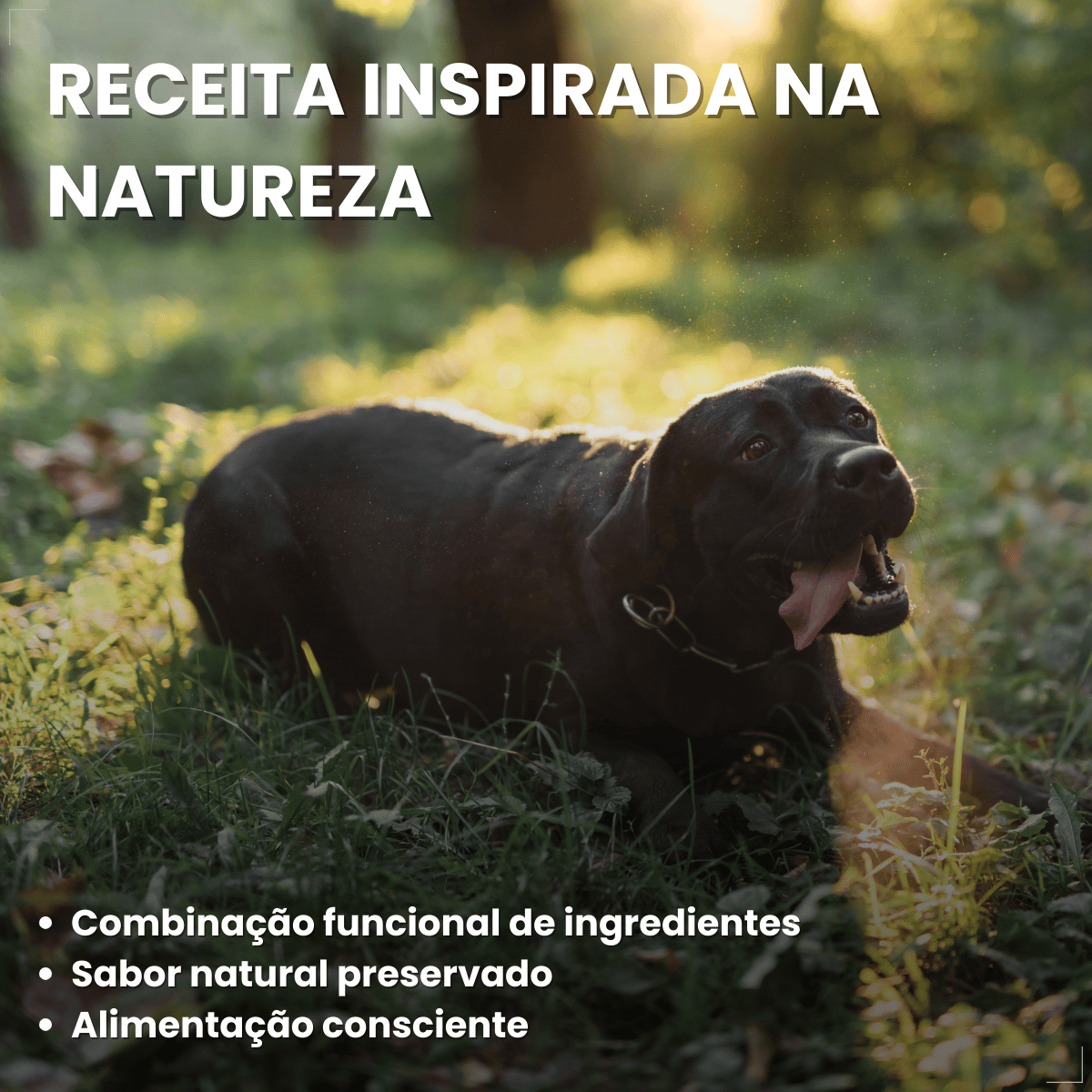 Ração Golden Seleção Natural Cães Adultos Frango com Abóbora e Alecrim 3kg