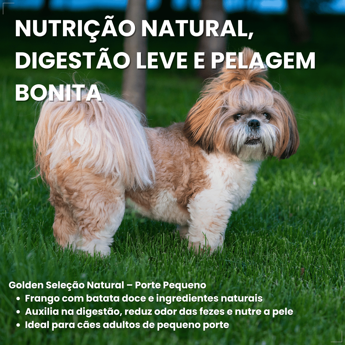 Ração Golden Seleção Natural Cães Adultos Porte Pequeno 3kg