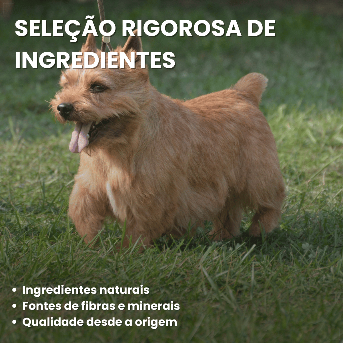 Ração Golden Seleção Natural Cães Adultos Porte Pequeno 3kg