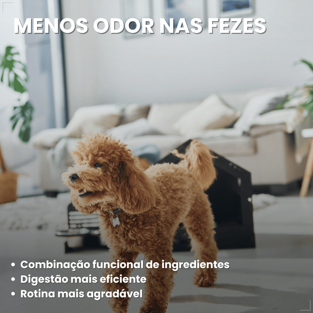 Ração Golden Seleção Natural Cães Adultos Porte Pequeno 3kg