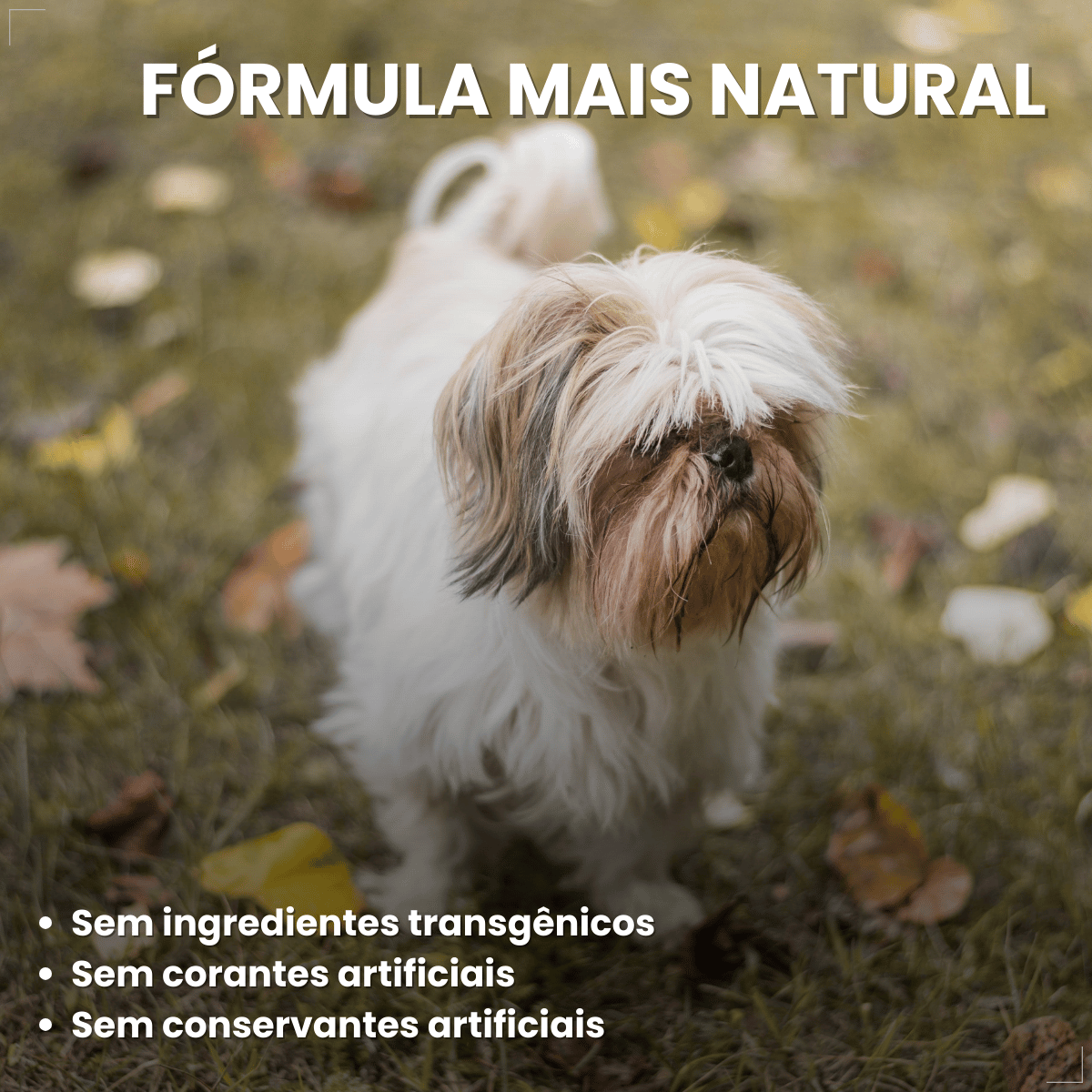 Ração Golden Seleção Natural Cães Adultos Porte Pequeno 3kg