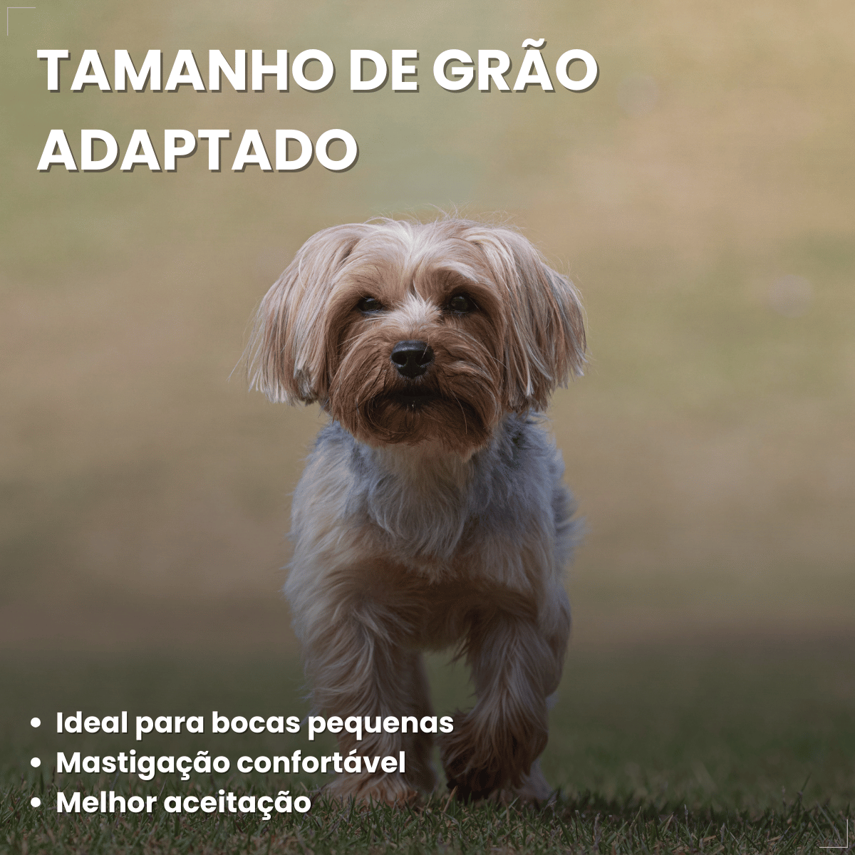 Ração Golden Seleção Natural Cães Adultos Porte Pequeno 3kg
