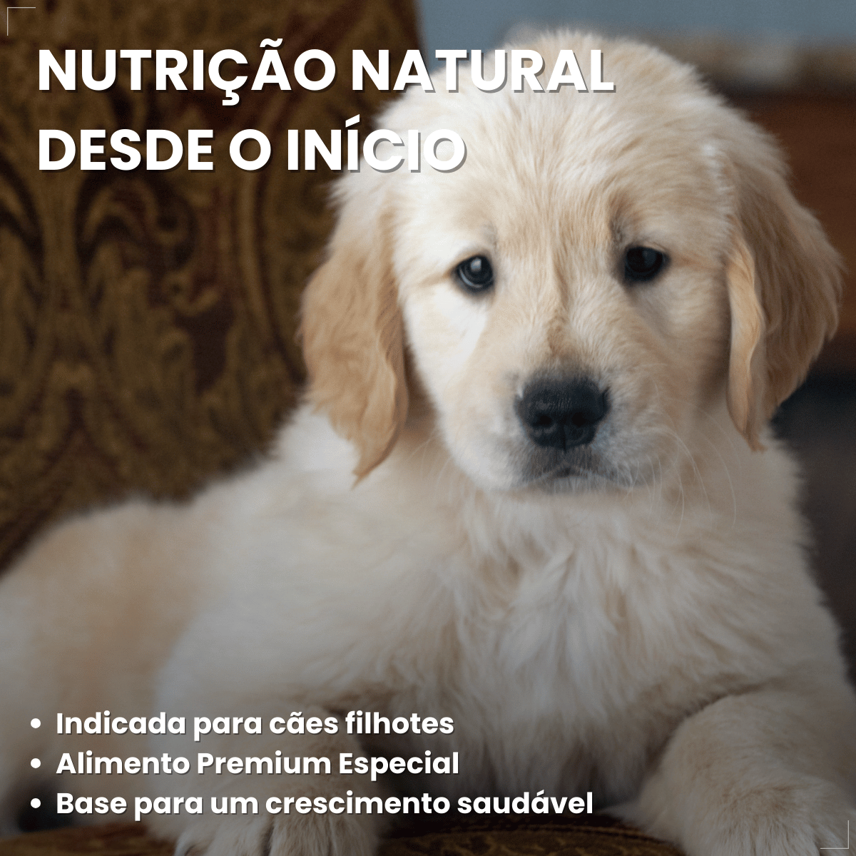 Ração Golden Seleção Natural Cães Filhotes Frango e Arroz 3kg