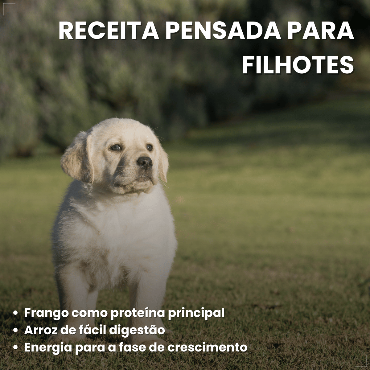 Ração Golden Seleção Natural Cães Filhotes Frango e Arroz 3kg