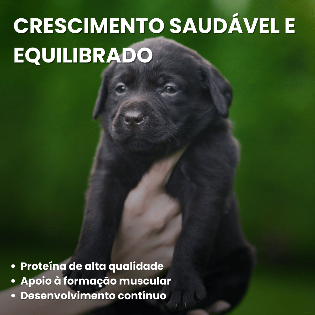 Ração Golden Seleção Natural Cães Filhotes Frango e Arroz 3kg