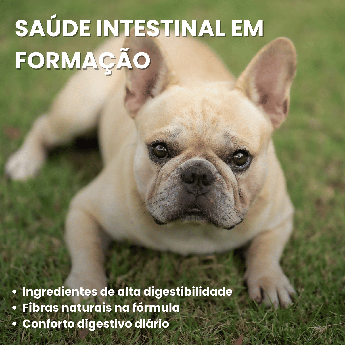 Ração Golden Seleção Natural Cães Filhotes Frango e Arroz 3kg