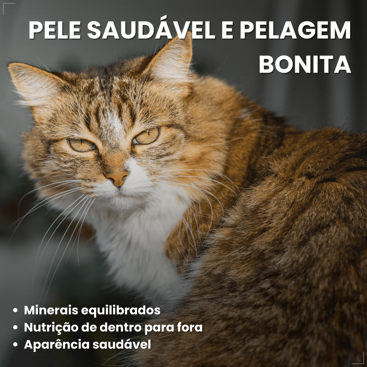 Ração Golden Seleção Natural Gatos Adulto Frango e Arroz 3kg